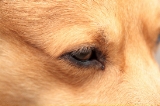 「ウェルシュ・コーギー・ペンブローク(Pembroke Welsh Corgi)」のサムネイル画像