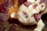 「クマドリイザリウオ(クマドリカエルアンコウ,Warty Frogfish)」のサムネイル画像