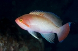 「ケラマハナダイ(Stocky Anthias)」のサムネイル画像