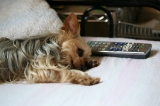 「ヨークシャー・テリア(Yorkshire Terrier)」のサムネイル画像