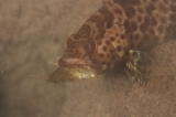 「無題」のサムネイル画像