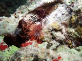 「ネッタイミノカサゴ(Spot-Fin Lionfish)」のサムネイル画像