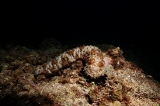 「クロエリナマコ(Graffiti sea cucumber,クロテナマコ,オハグロナマコ)」のサムネイル画像