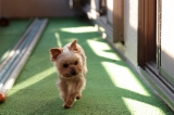 「ヨークシャー・テリア(Yorkshire Terrier)」のサムネイル画像