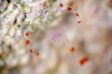 「バイオレットボクサーシュリンプ(Blue boxer shrimp)」のサムネイル画像
