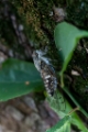 「ツクツクボウシ」のサムネイル画像