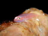 「スケロクウミタケハゼ」のサムネイル画像