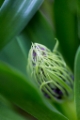 「植物の仲間」のサムネイル画像