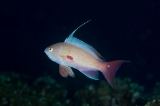 「キンギョハナダイ(日本)(Japanese Lyre-tail Basslet)」のサムネイル画像