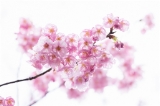 「ヨコハマヒザクラ(横浜緋桜)」のサムネイル画像