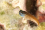 「yellow-eyed combtooth blenny」のサムネイル画像