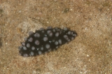 「ウミウシの仲間」のサムネイル画像