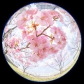 「ヨコハマヒザクラ(横浜緋桜)」のサムネイル画像