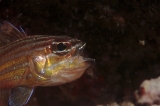 「キンセンイシモチ(Southern orange-lined cardinal fish)」のサムネイル画像