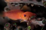「キンギョハナダイ(Indian)(Indian Lyre-tail Basslet)」のサムネイル画像