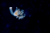 「ヒガサクラゲ」のサムネイル画像
