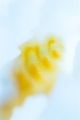 「イバラカンザシ(Christmas tree worm)」のサムネイル画像