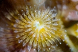 「イバラカンザシ(Christmas tree worm)」のサムネイル画像