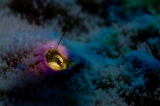 「カンザシヤドカリ(Coral Hermit Crab)」のサムネイル画像