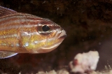「キンセンイシモチ(Southern orange-lined cardinal fish)」のサムネイル画像
