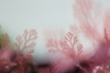 「植物の仲間」のサムネイル画像