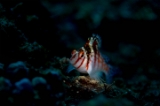 「ミナミゴンベ(Blotched Hawkfish)」のサムネイル画像