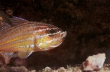 「キンセンイシモチ(Southern orange-lined cardinal fish)」のサムネイル画像