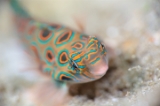 「ピクチャ－ドラゴネット(picture dragonet)」のサムネイル画像