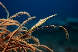 「ゴルゴニアンシュリンプ(Saw blade shrimp,gorgonian shrimp)」のサムネイル画像