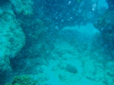 「何かの幼魚」のサムネイル画像