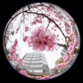 「ヨコハマヒザクラ(横浜緋桜)」のサムネイル画像