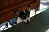 「ウェルシュ・コーギー・カーディガン(Cardigan Welsh Corgi)」のサムネイル画像