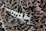 「バサラカクレエビ(アンボンクリノイドシュリンプ,ambon crinoid shrimp)」のサムネイル画像