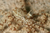 「ミミックオクトパス(Mimic Octopus)」のサムネイル画像