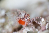 「キンチャクガニ(Boxer crab)」のサムネイル画像
