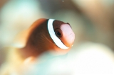 「ダスキー アネモネフィッシュ(レッドアンドブラックアネモネフィッシュ,Red and black anemonefish,dusky anemonefish)」のサムネイル画像