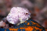 「ダンゴウオ(Lumpfish)」のサムネイル画像