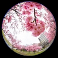 「ヨウコウザクラ(陽光桜)」のサムネイル画像