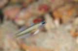 「モエギハゼ属の一種( tiny dart goby sp.)」のサムネイル画像