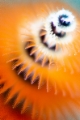 「イバラカンザシ(Christmas tree worm)」のサムネイル画像