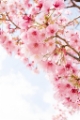 「ヨコハマヒザクラ(横浜緋桜)」のサムネイル画像