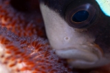 「クマノミ(Anemonefish)」のサムネイル画像