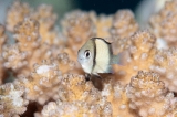「フタスジリュウキュウスズメダイ」のサムネイル画像