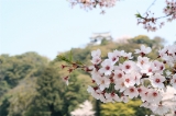 「ソメイヨシノ(染井吉野)」のサムネイル画像