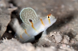 「ニチリンダテハゼ(Randall's prawn-goby)」のサムネイル画像