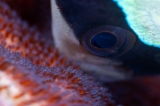 「クマノミ(Anemonefish)」のサムネイル画像