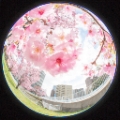 「ヨコハマヒザクラ(横浜緋桜)」のサムネイル画像