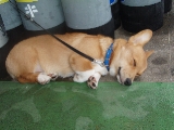 「ウェルシュ・コーギー・ペンブローク(Pembroke Welsh Corgi)」のサムネイル画像