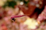 「ハシナガウバウオ(Long-snout Clingfish)」のサムネイル画像