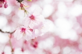「ヨコハマヒザクラ(横浜緋桜)」のサムネイル画像